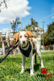 Ράτσα: Άγνωστο - Ημίαιμο | Ηλικία: 4 μηνών | Φύλο: Αρσενικό | Αρ. Microchip: - | Ημίαιμο | Περιοχή: Νέα Σμύρνη, Αττική